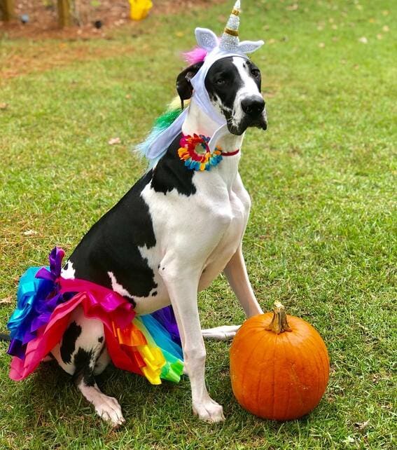 Dog dressed as a unicorn. 