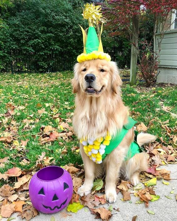 A dog dressed as an ear of corn. 