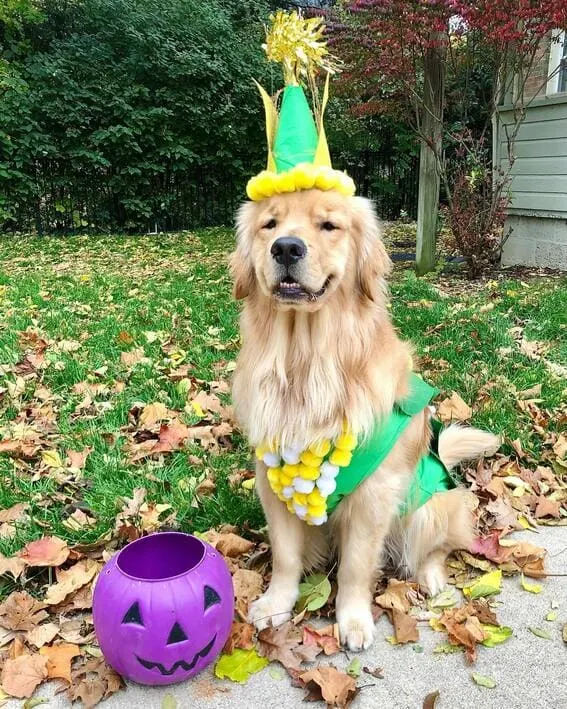 A dog dressed as an ear of corn. 