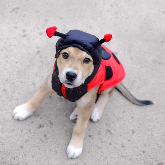 Puppy dressed as a ladybug. 