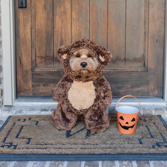 A dog dressed as a teddy bear. 