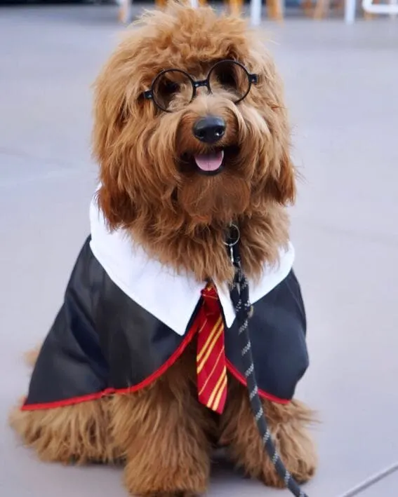 Dog dressed as a wizard.