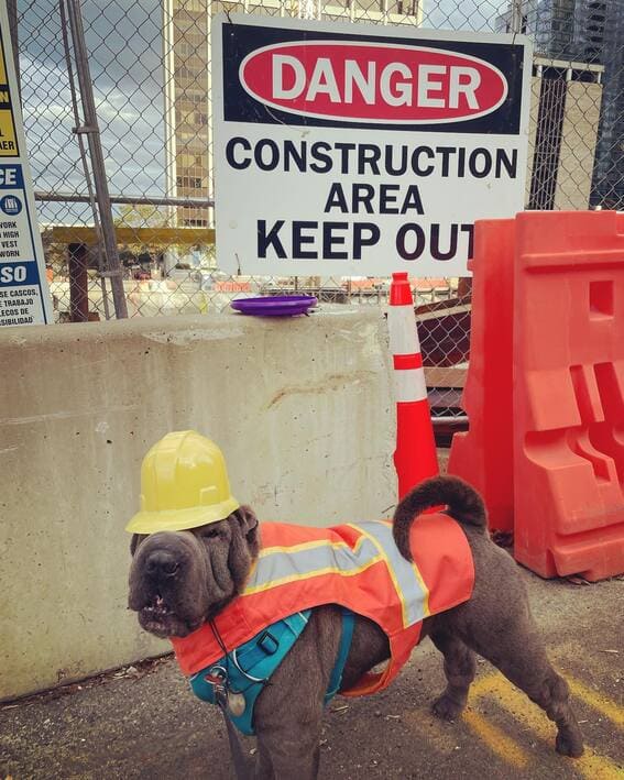 The dog dressed as a construction worker. 