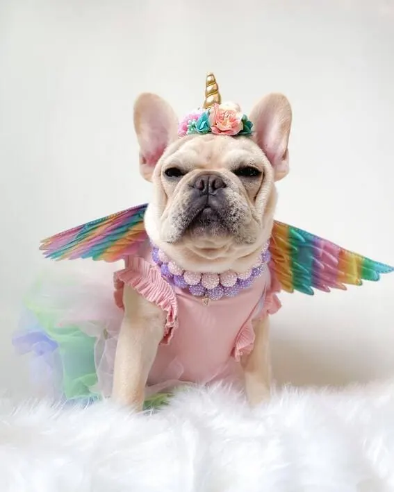 Dog dressed as a unicorn. 