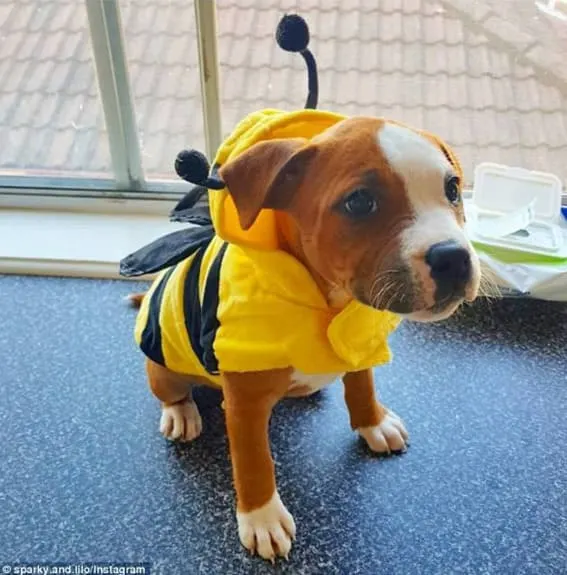 Puppy dressed as a bee. 