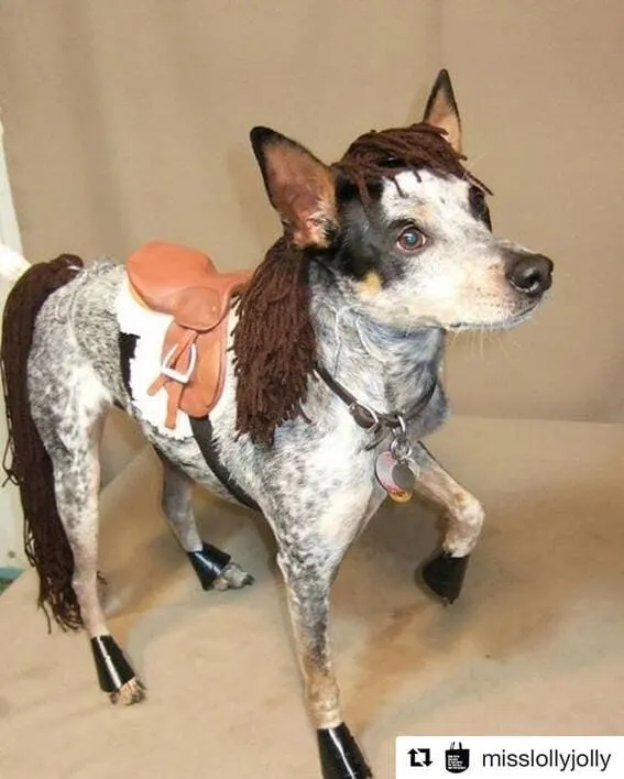 A dog dressed as a horse. 