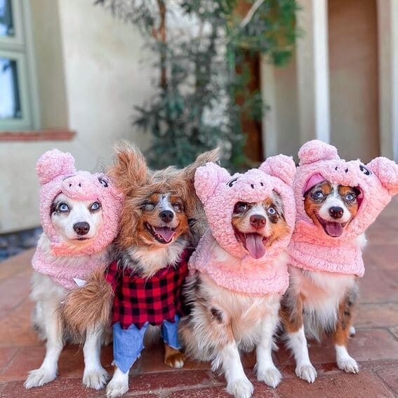 Dogs dressed as a the three little pigs and wolf. 