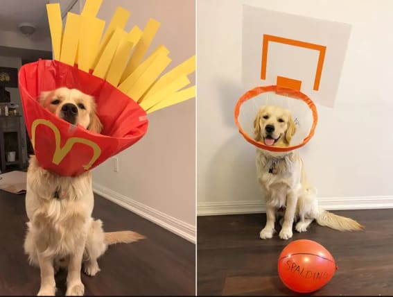 Dog in cone costumes inspired by fries and basketball. 