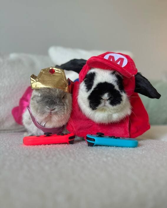 Bunny dressed as Mario. 