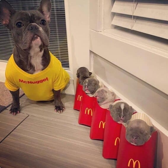 Dog dressed as a McNugget with puppies in fry boxes. 