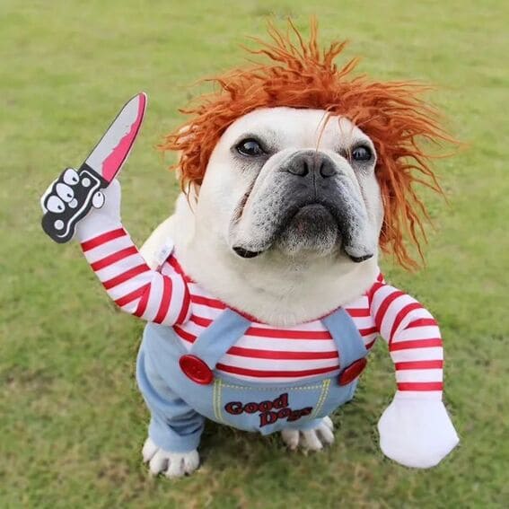 Dog dressed as Chucky. 