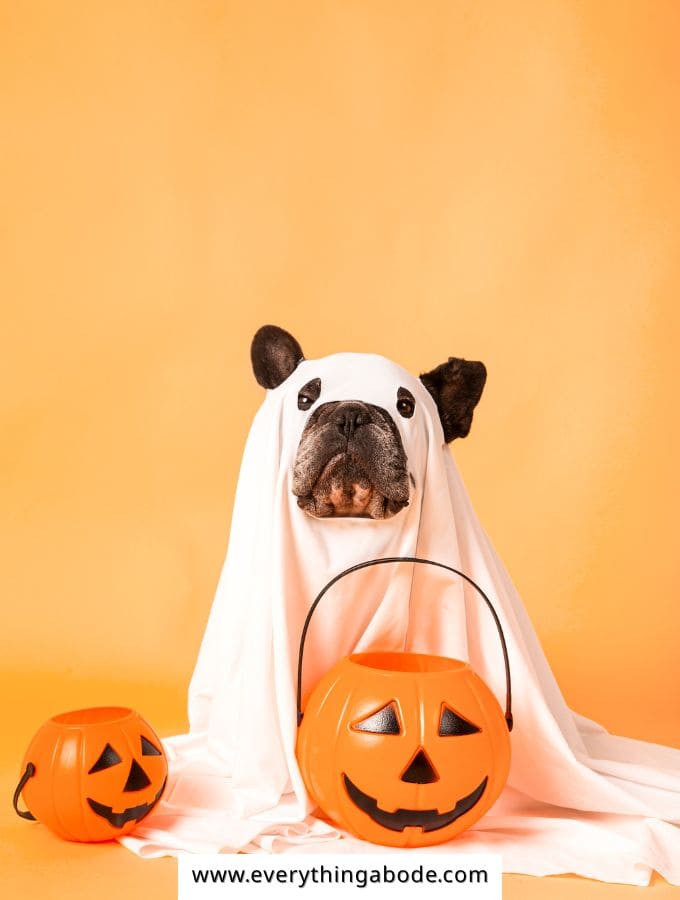 Halloween Pet Costume Ideas