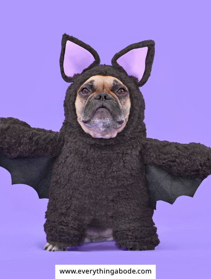 Halloween Pet Costume Ideas