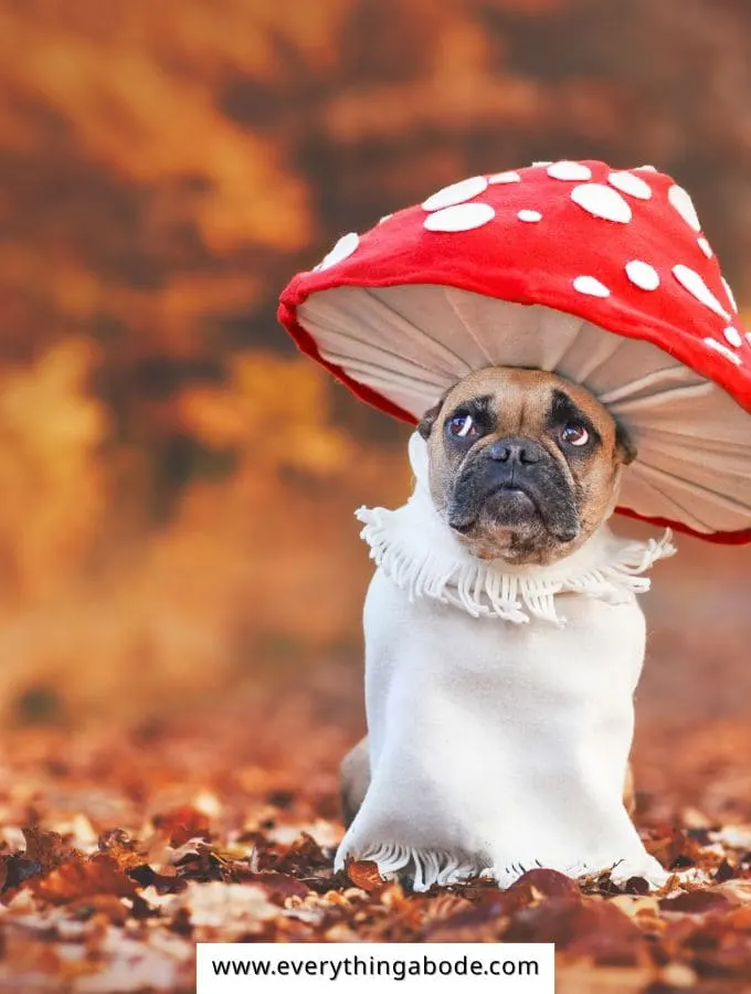 Halloween Pet Costume Ideas