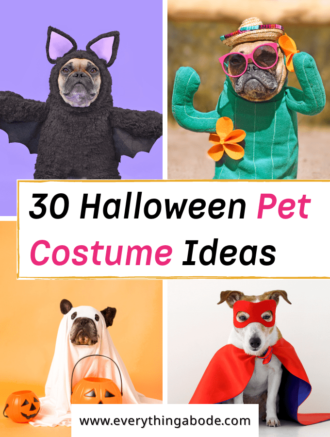 Halloween pet costume ideas