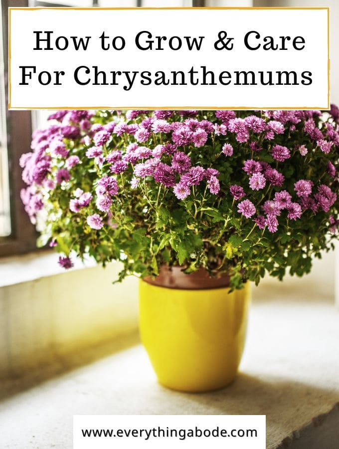 Chrysanthemum 