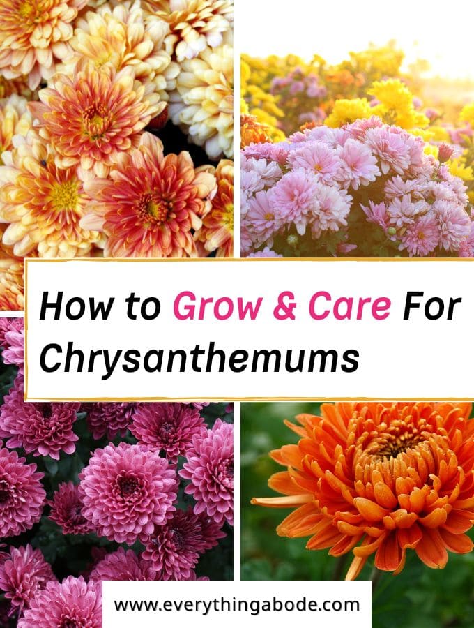 Chrysanthemum