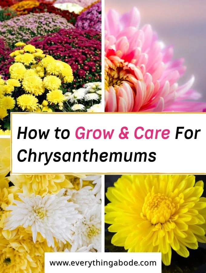 Chrysanthemum 