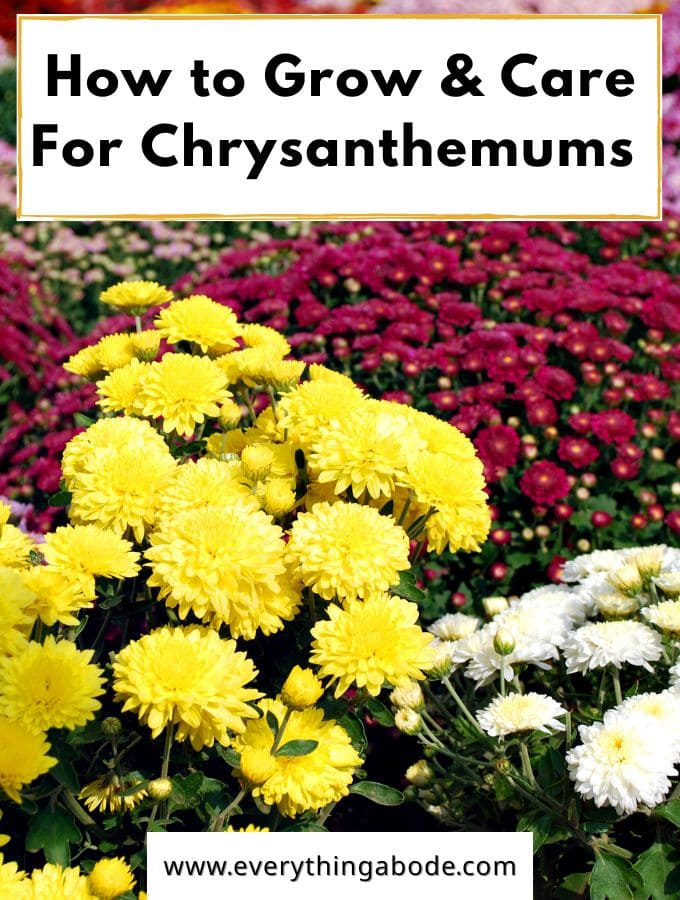 Chrysanthemum 