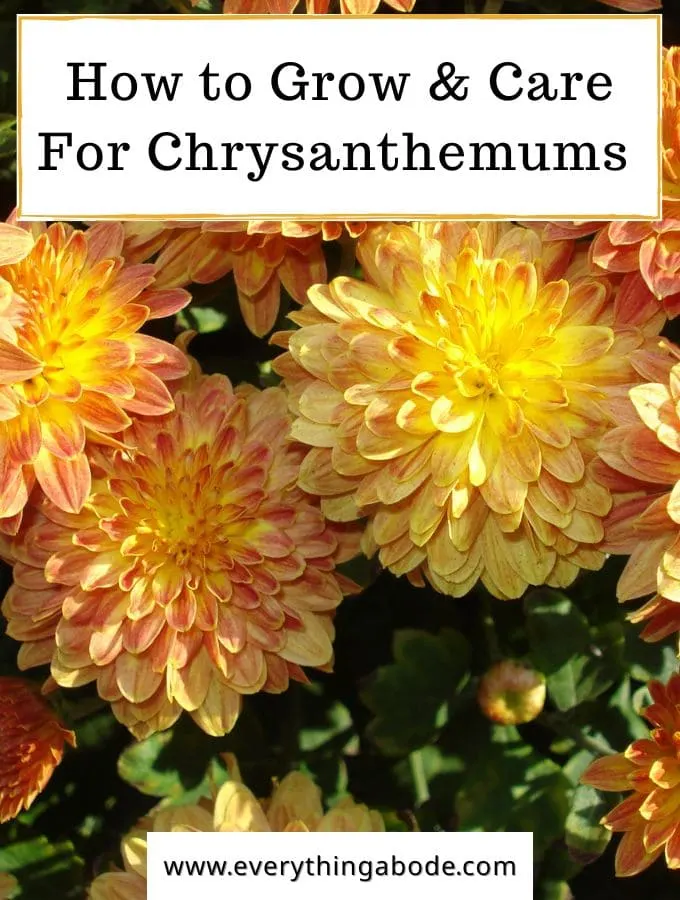 Chrysanthemum 