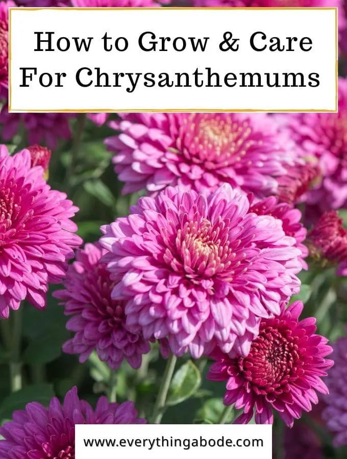 Chrysanthemum 