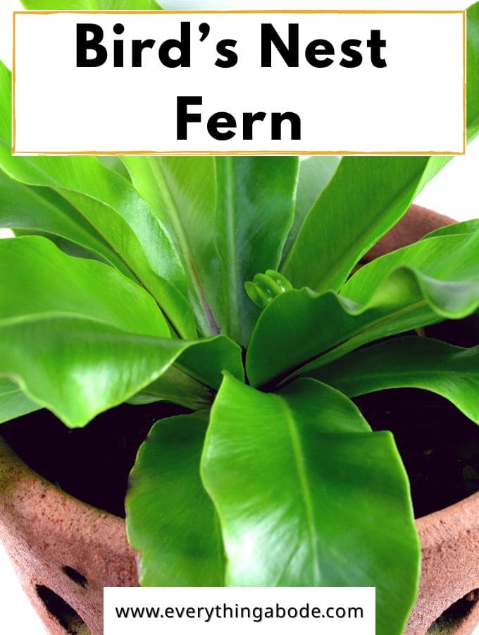 Unique Bathroom Plants That Can Boost Your Health. Bird's Nest Fern