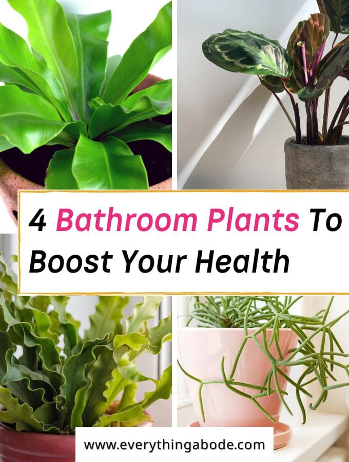 Unique Bathroom Plants That Can Boost Your Health