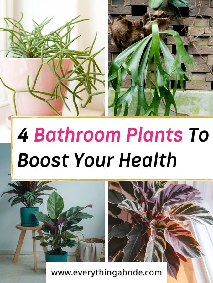 Unique Bathroom Plants That Can Boost Your Health