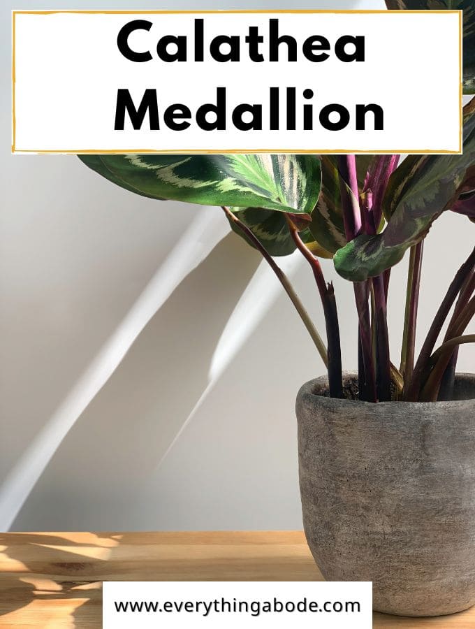 Calathea ‘Medallion’