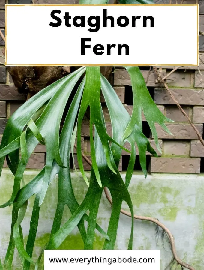 Staghorn Fern