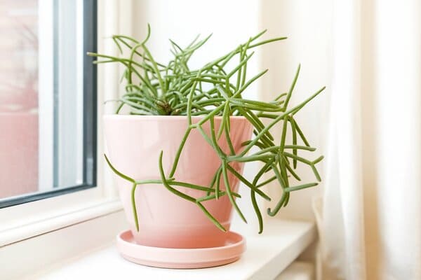 bathroom plants for health benefits