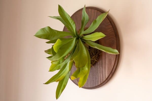 bathroom plants for health benefits