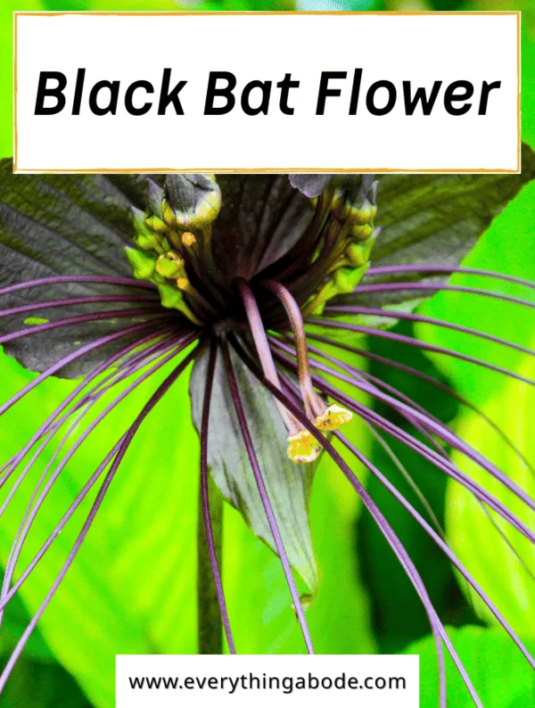 black bat flower