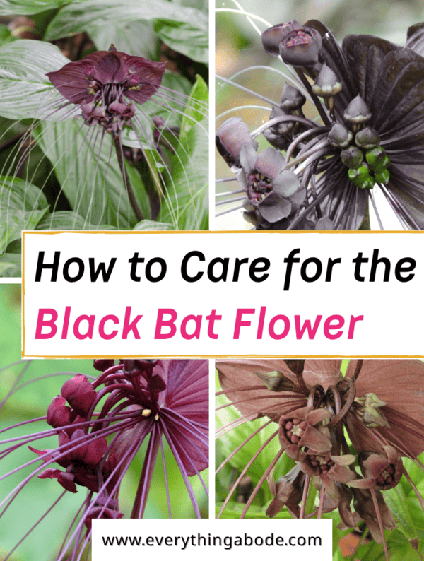 Black Bat Flower