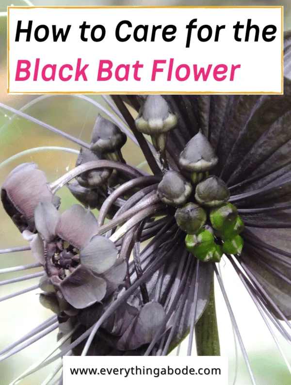 black bat flower