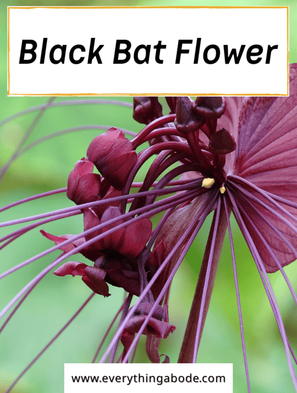 black bat flower