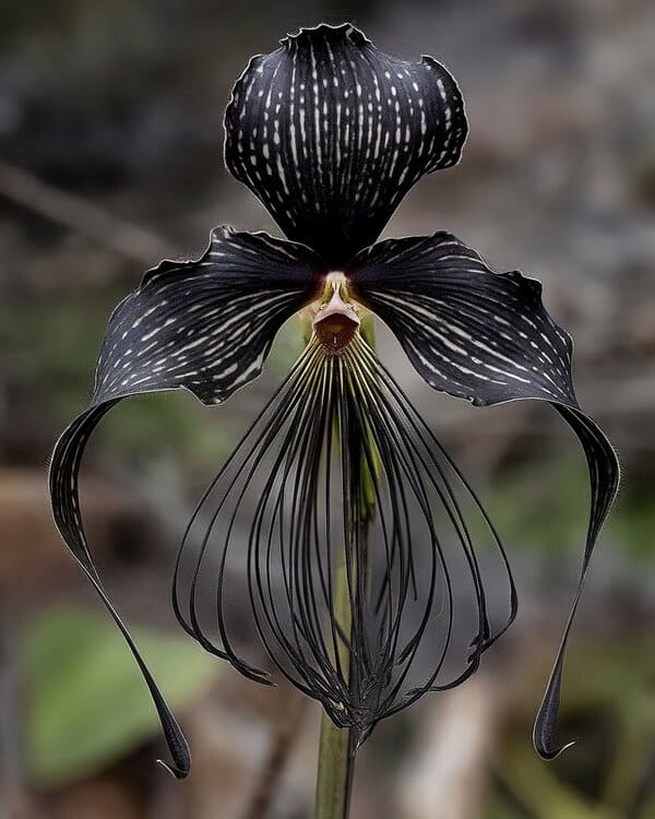 black bat flower