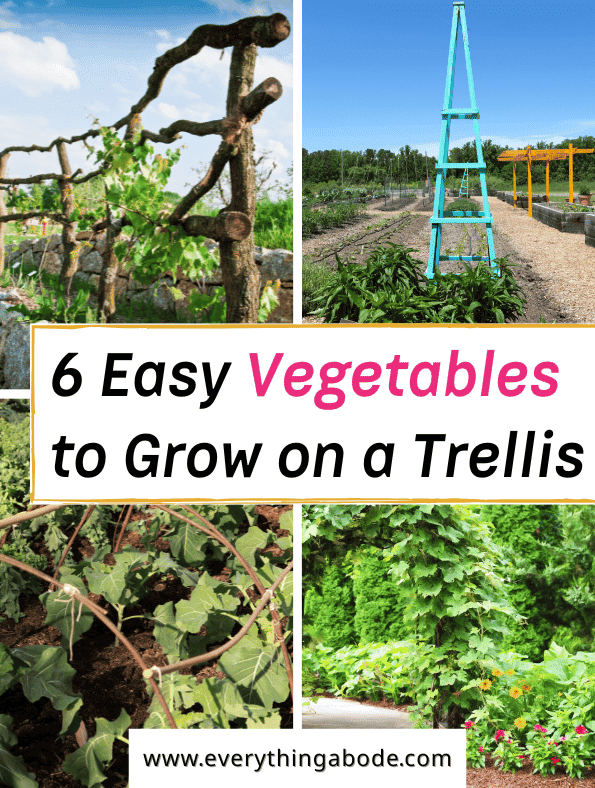 Easy Vegetables That Grow on a Trellis