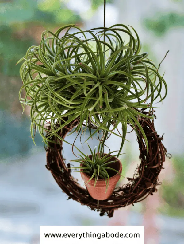 shower plants