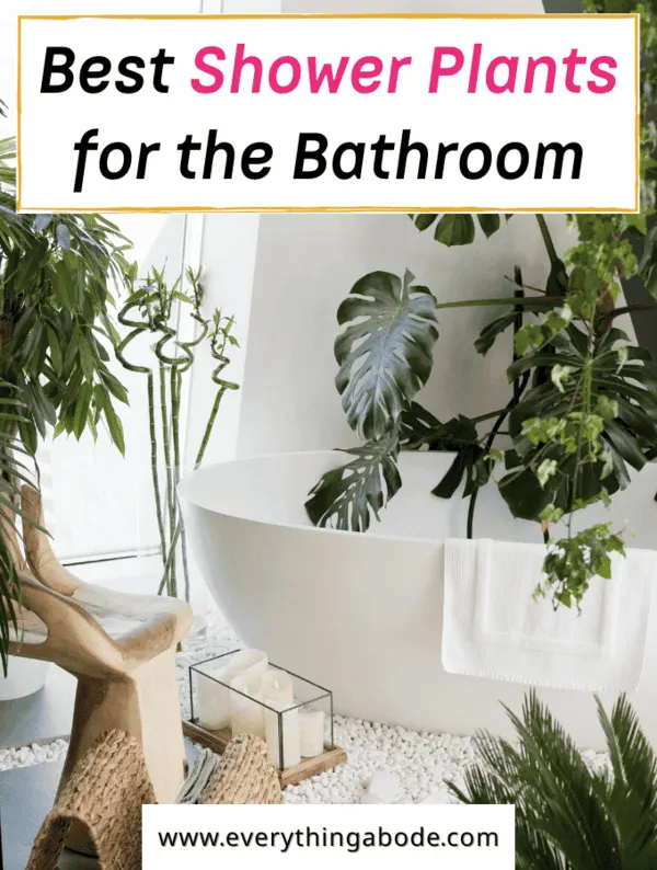 best shower plants for the bathroom