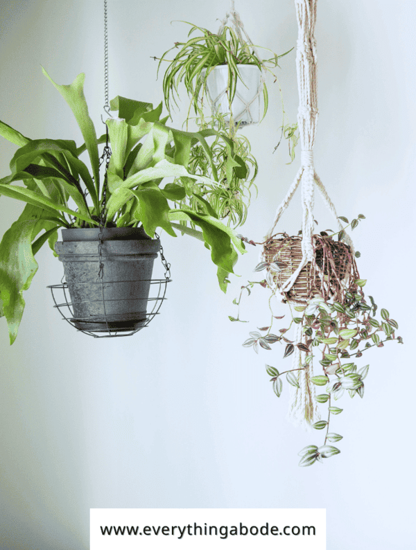 shower plants