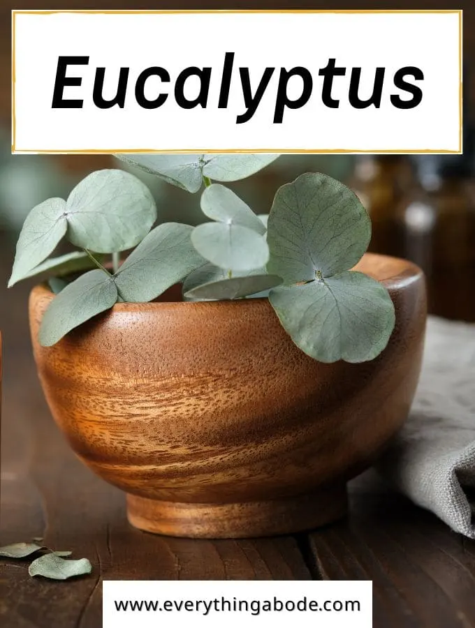 Eucalyptus