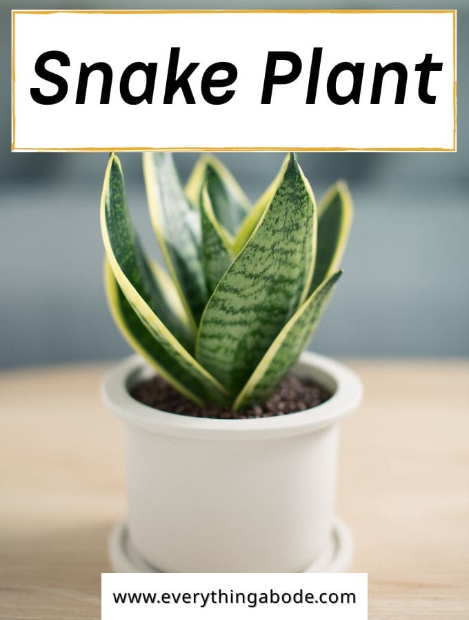 Snake Plant (Sansevieria)