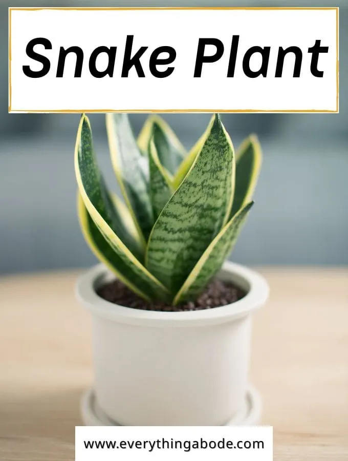 Snake Plant (Sansevieria)