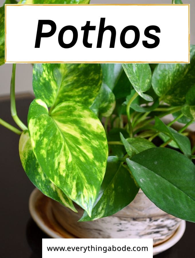 Pothos (Devil’s Ivy)