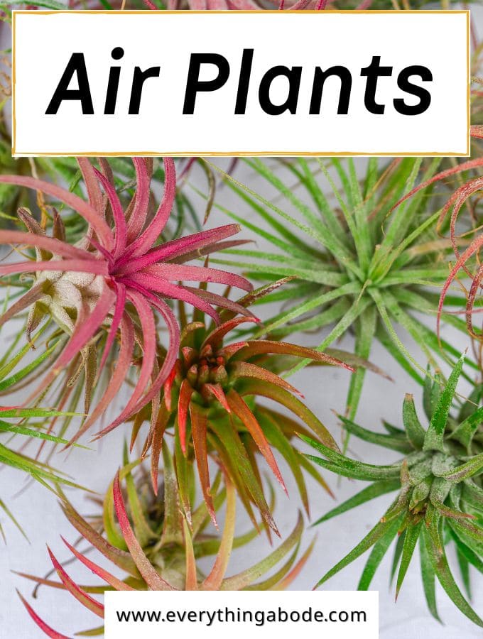 Air Plants (Tillandsia)