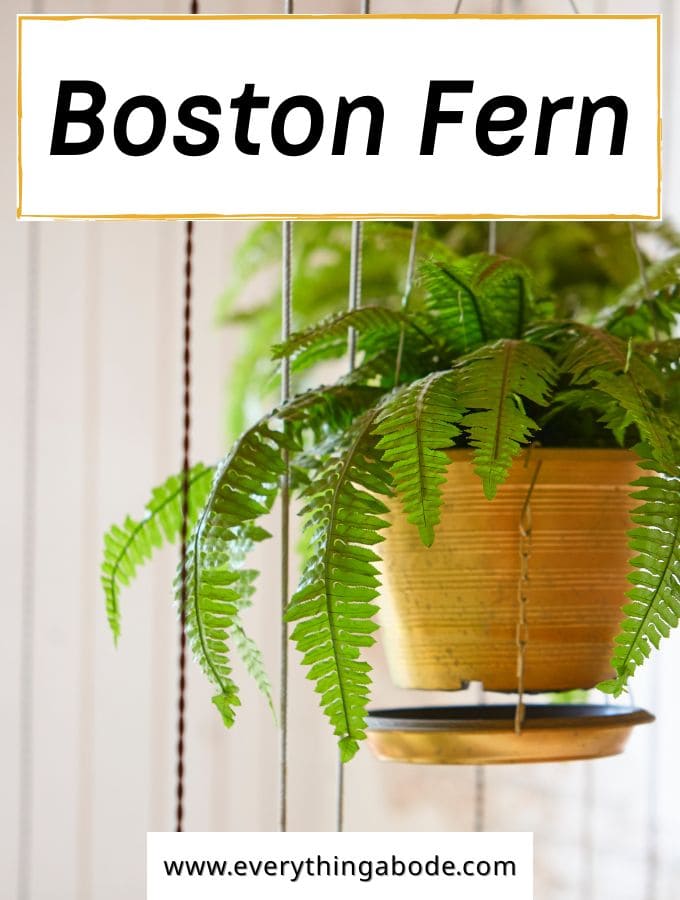 Boston Fern (Nephrolepis exaltata)