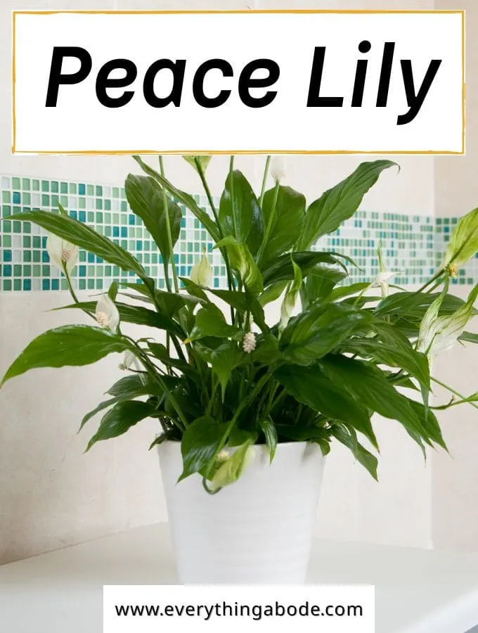 Peace Lily (Spathiphyllum)