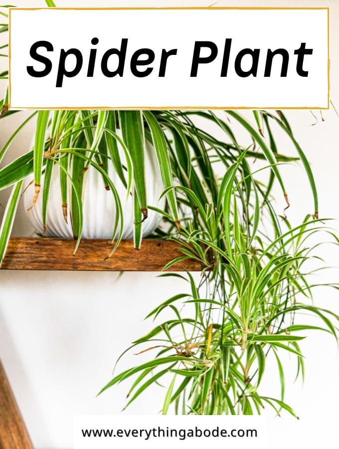 6. Spider Plant (Chlorophytum comosum)