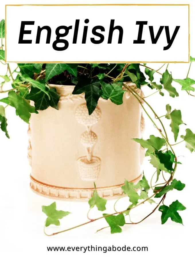 English Ivy (Hedera helix)